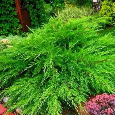 Можжевельник МИНТ ДЖУЛЕП средний в Калинковичах