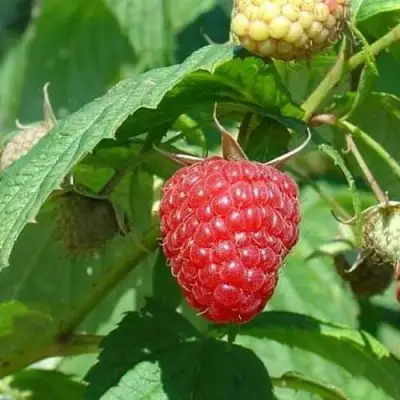 Малина КВЕЛЛИ в Калинковичах