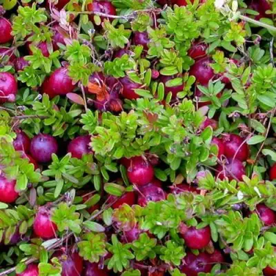 Клюква ПИЛИГРИМ в Калинковичах