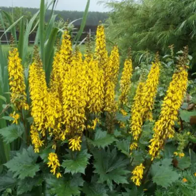 Бузульник ПРЖЕВАЛЬСКОГО в Калинковичах