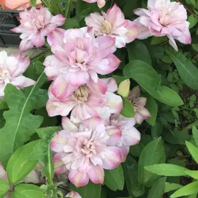 Клематис ИННОСЕНТ БЛАШ в Калинковичах