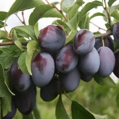 Слива РЕНКЛОД в Калинковичах