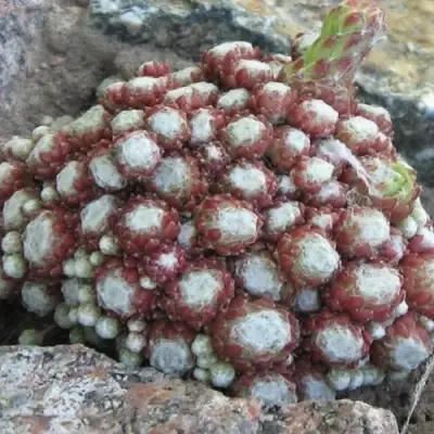 Молодило ГНАФАЛИУМ в Калинковичах