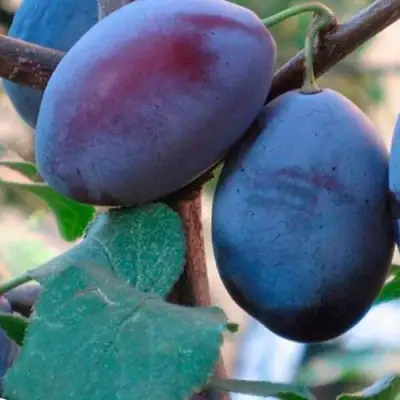 Слива СМОЛИНКА в Калинковичах