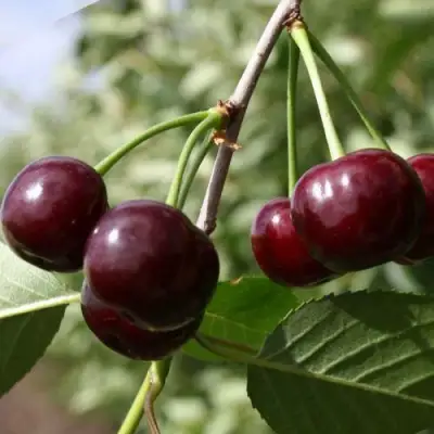 Вишня ЖАДАНА в Калинковичах