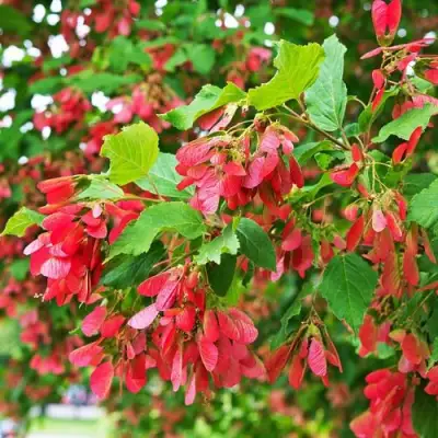 Клен татарский в Калинковичах