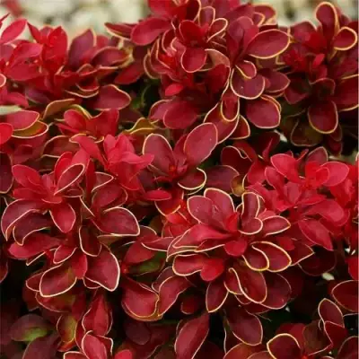 Барбарис РЕД ХОТ ЧИЛИ тунберга в Калинковичах