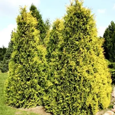 Туя САЛЛАНД западная в Калинковичах