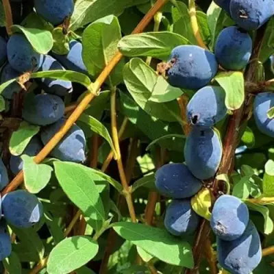 Жимолость съедобная КЛУБНИЧНАЯ СЕНСАЦИЯ в Калинковичах