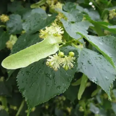 Липа мелколистная в Калинковичах