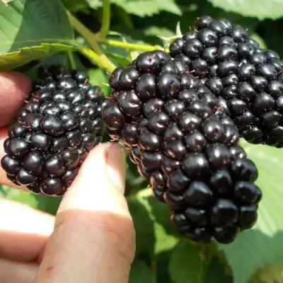 Ежевика НАТЧЕЗ бесшипная  в Калинковичах