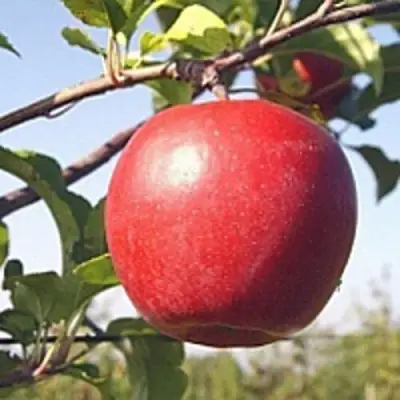 Яблоня ЛИГОЛ в Калинковичах