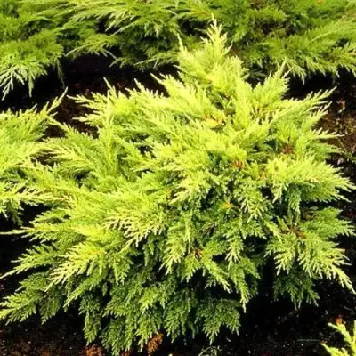 Можжевельник МОРДИГАН ГОЛД средний в Калинковичах