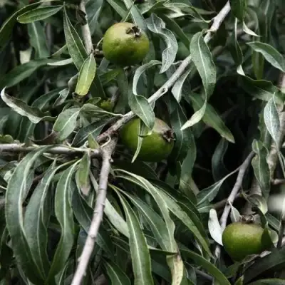 Груша ИВОЛИСТНАЯ в Калинковичах