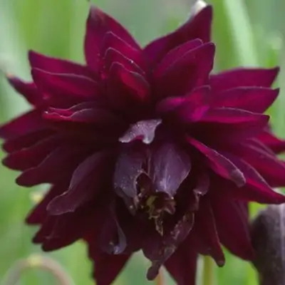 Аквилегия БАРЛОУ БОРДО обыкновенная в Калинковичах