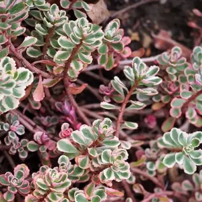 Очиток (седум) ТРИКОЛОР ложный в Калинковичах