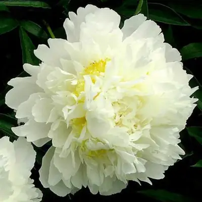 Пион ЗОЛОТОЙ ОРЕОЛ травянистый в Калинковичах