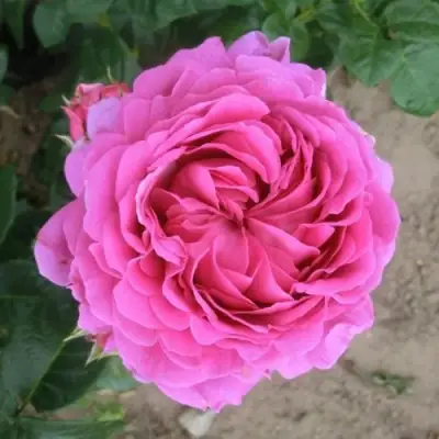 Роза АНУШКА чайно-гибридная в Калинковичах