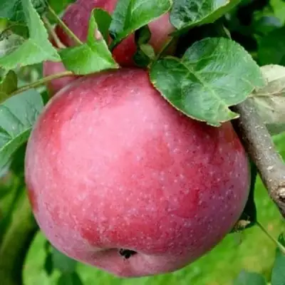 Яблоня ЕСЕНИЯ колонновидная в Калинковичах