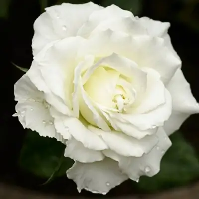 Роза МОНДИАЛЬ чайно-гибридная в Калинковичах