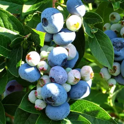 Голубика ВЕЙМУТ в Калинковичах