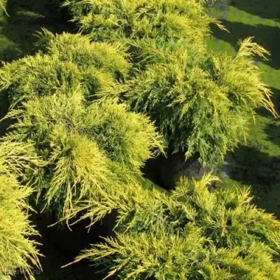 Можжевельник КИНГ ОФ СПРИНГ средний в Калинковичах