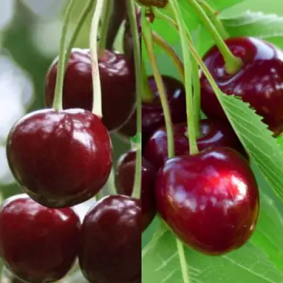 Комплект ВИШНЕВЫЙ ТАНДЕМ в Калинковичах