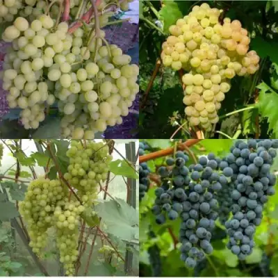 Комплект ВИНОГРАДНАЯ РАДУГА в Калинковичах