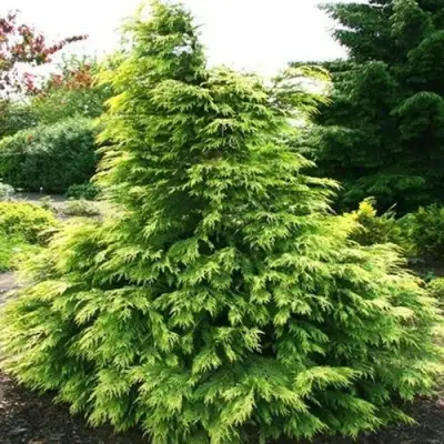 Кипарисовик САНКИСТ лавсона в Калинковичах