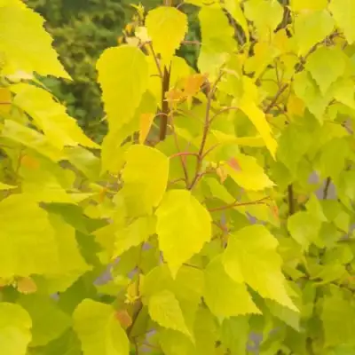 Берёза ГОЛДЕН ОБЕЛИСК повислая  в Калинковичах