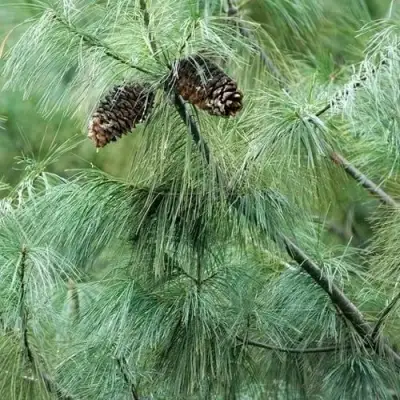 Сосна АРМАНДИ в Калинковичах