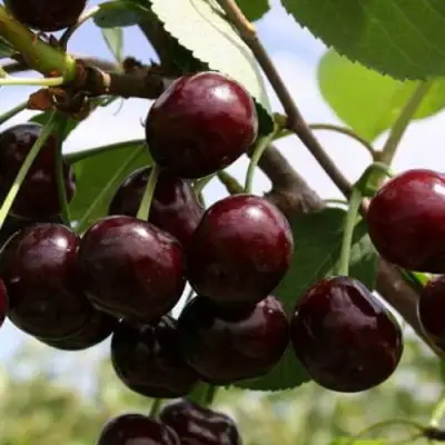 Дюк ИВАНОВНА в Калинковичах