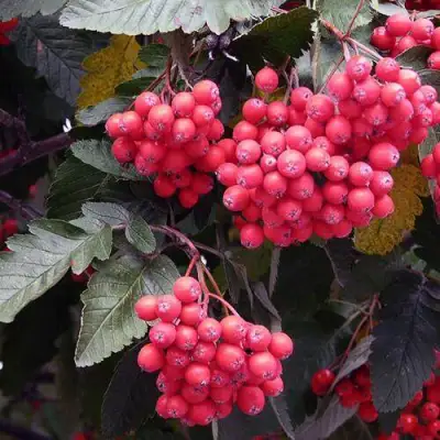 Рябина БОЯРЫШНИКОПЛОДНАЯ сладкоплодная в Калинковичах