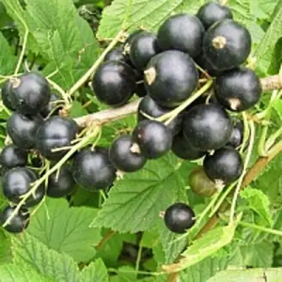 Смородина чёрная ЧЁРНЫЙ АИСТ в Калинковичах