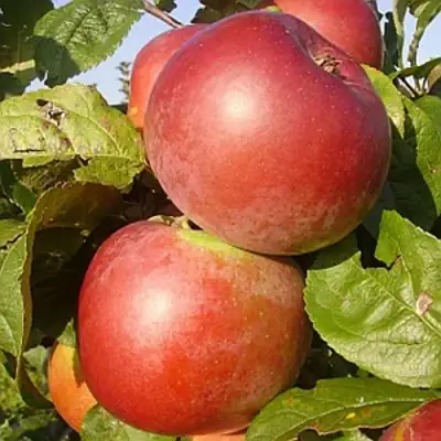 Яблоня АКСАМИТ в Калинковичах