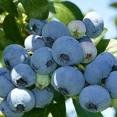 Голубика НУИ в Калинковичах