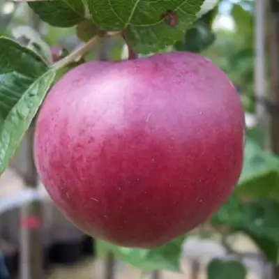 Яблоня НОРИС в Калинковичах