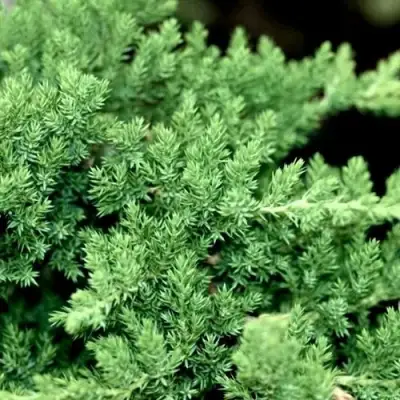 Можжевельник НАНА лежачий в Калинковичах