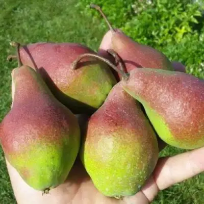 Груша ЯКОВЛЕВСКАЯ в Калинковичах