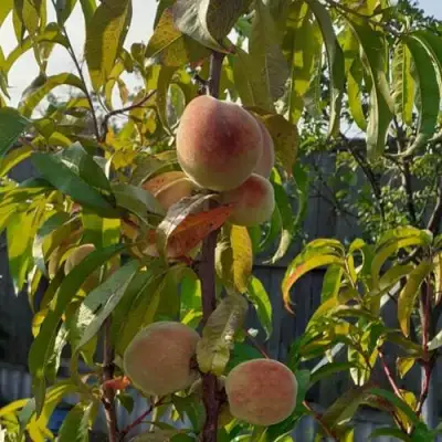 Персик ЕЛГАВСКИЙ в Калинковичах