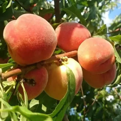 Персик МАРИЯ в Калинковичах