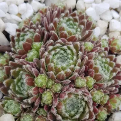 Молодило МОРКЕРС МЕРИТ в Калинковичах