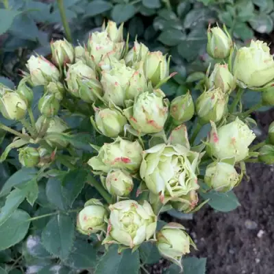 Роза ЛУВИАНА спрей в Калинковичах