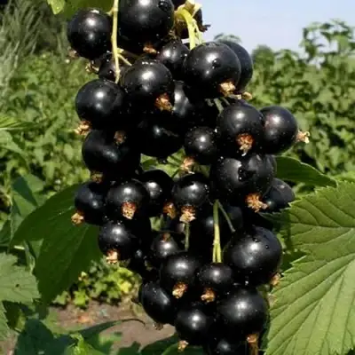 Смородина чёрная ВИНОГРАДНАЯ в Калинковичах