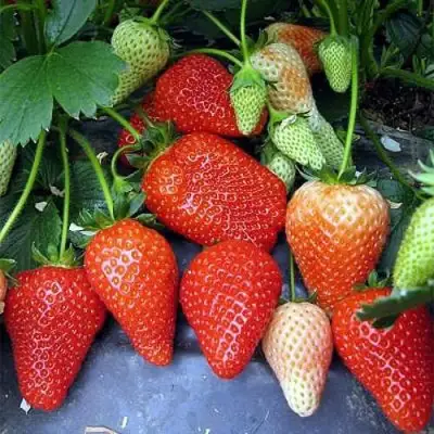 Клубника РОКСАНА в Калинковичах