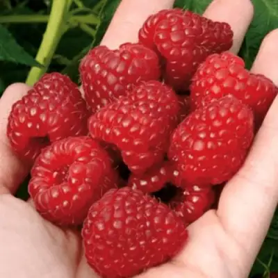 Малина РУБИФОЛ в Калинковичах