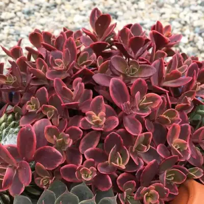 саженцы седума