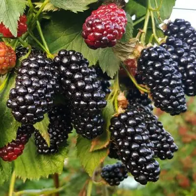 Ежевика НАТЧЕЗ бесшипная  в Калинковичах