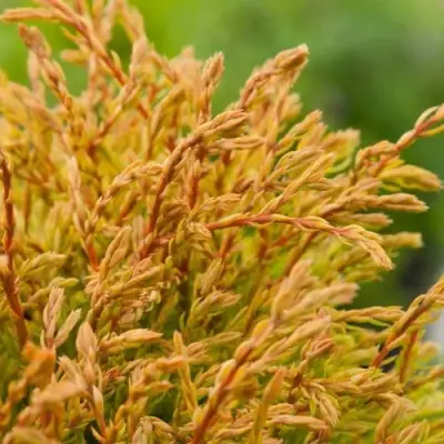 Туя ГОЛДЕН ТАФФЕТ западная в Калинковичах