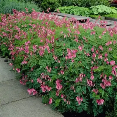 Дицентра изящная в Калинковичах